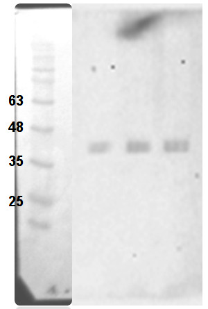 western blot using anti-GOX antibodies